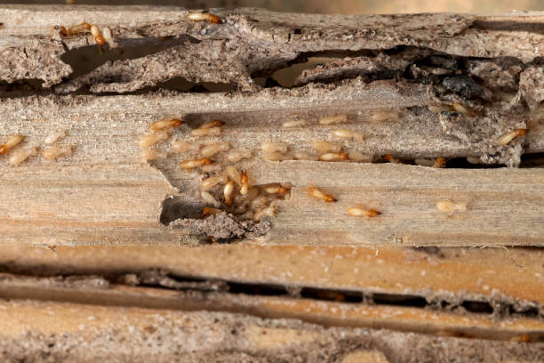 Best Cockroach Control Services  in Cleveland, AL